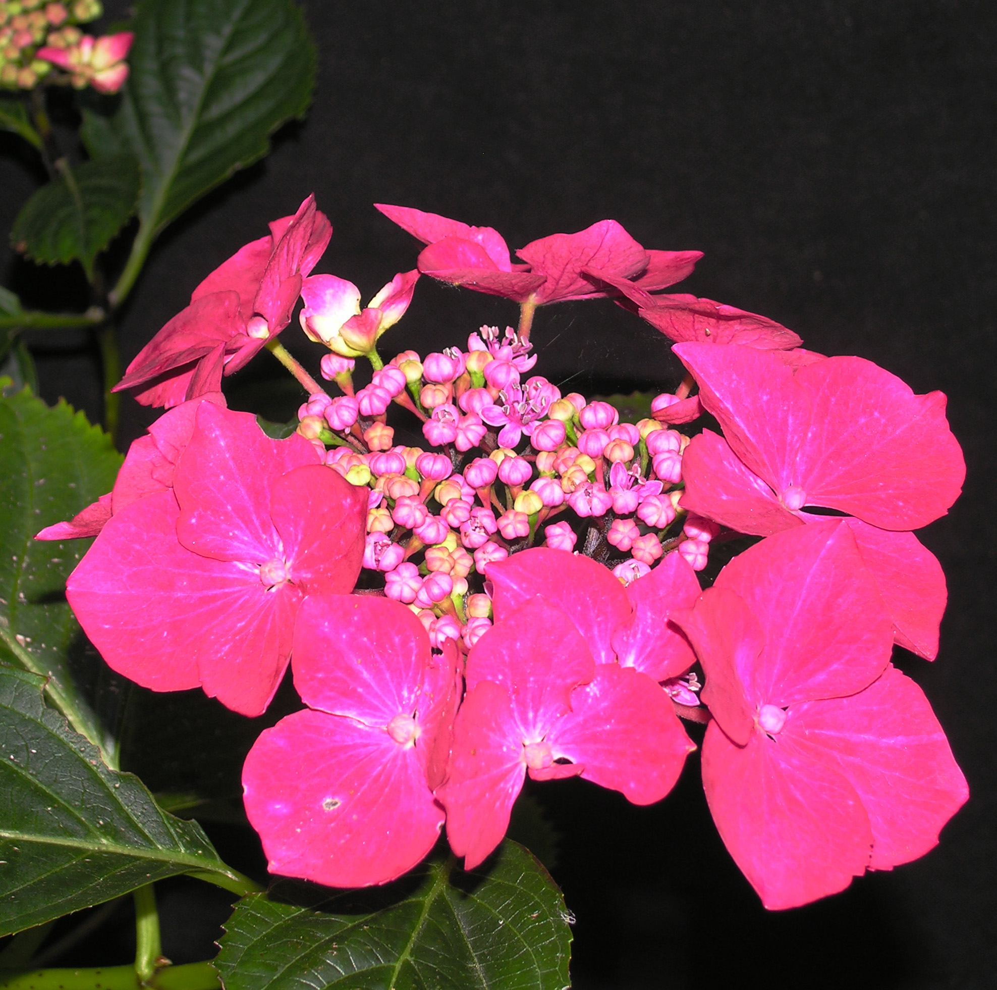 Hydrangea macrophylla teller pink